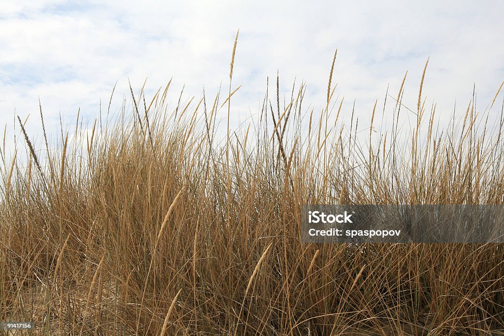 Кукуруза и Трава - Стоковые фото Без людей роялти-фри
