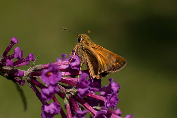 istock Butterfly on Purple Blossoms 91417169
