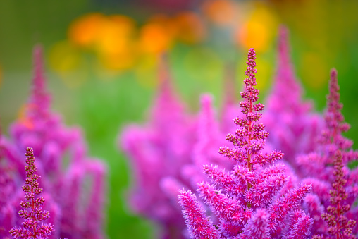 Close up view of astilbe flowers over blur background