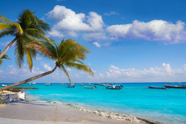 istock Playa del Carmen beach palm trees Mexico 914174062