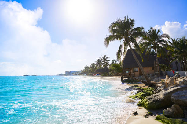 istock Playa del Carmen beach palm trees Mexico 914176136
