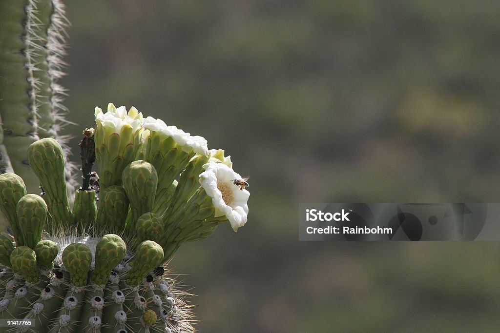 saguaro flor y abeja - Foto de stock de Abeja libre de derechos