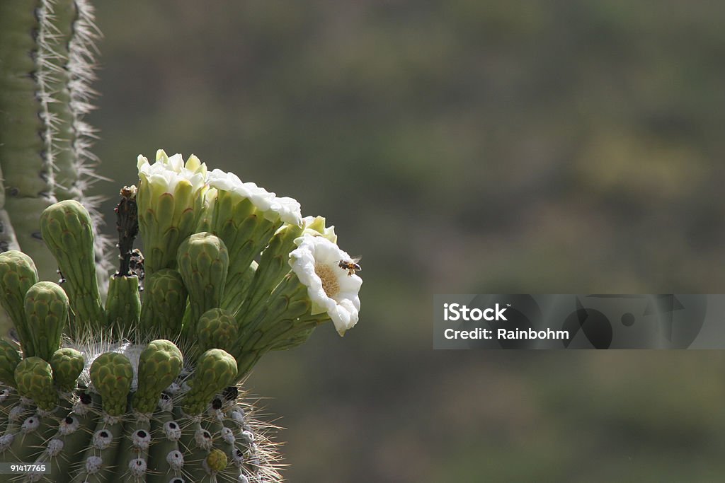 サワロ花、ハナバチ - カラー画像のロイヤリティフリーストックフォト