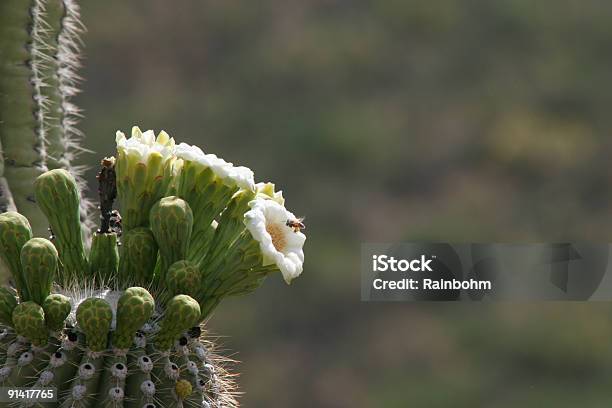 サワロ花ハナバチ - カラー画像のストックフォトや画像を多数ご用意 - カラー画像, サボテン, ソノラ砂漠