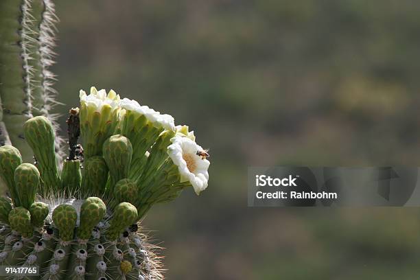 Com Abelha Flor De Carnegia Gigantea - Fotografias de stock e mais imagens de Abelha - Abelha, Cabeça de Flor, Cato