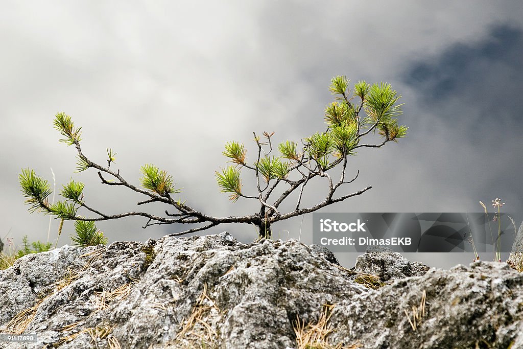 Yang brouillard arbre - Photo de Arbre libre de droits