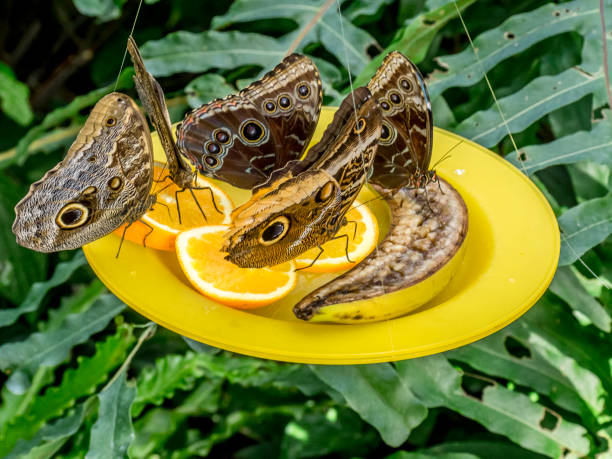 istock Owl butterflies eating orange slices 914179332