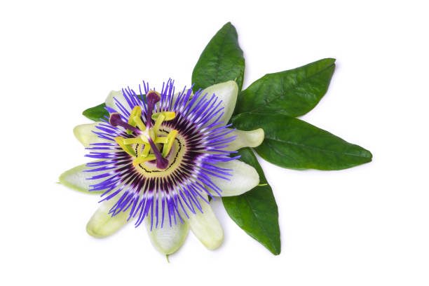 istock Passiflora passionflower isolated on white background. Big beautiful flower. 914179524
