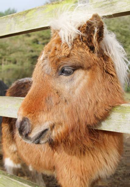 istock beautiful shetland pony looking over fence 914179536