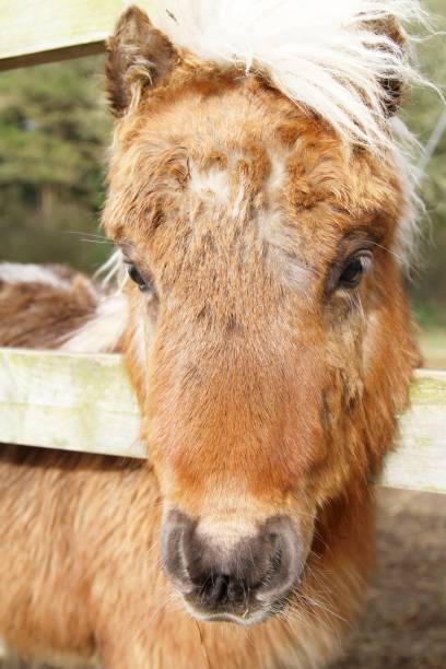 istock beautiful shetland pony looking over fence 914179542
