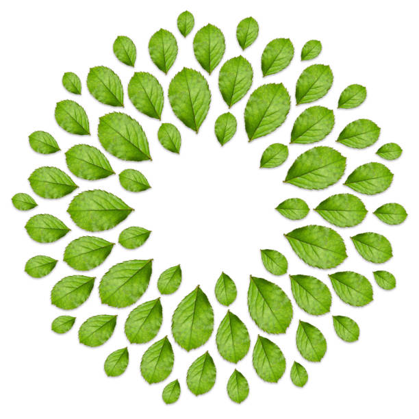 Floral frame made from fresh green leaves. Top view, creative layout. Mandala of leaves, circular ornament.