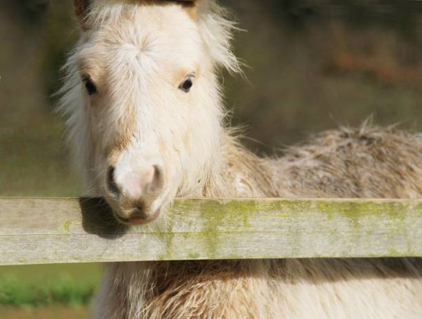 istock beautiful shetland pony looking over fence 914179760