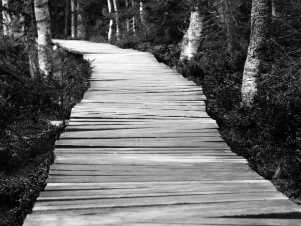 Narrow wooden path in the green forest. Black and white image.