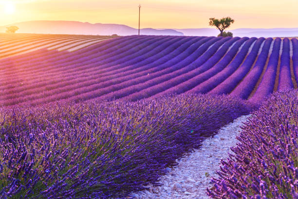 istock Beautiful sunset lavender field 914182512