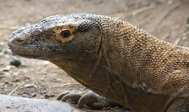 istock Komodo monitor lizard 91418554