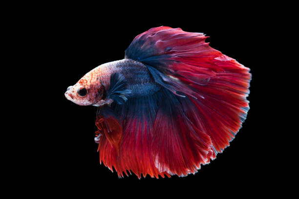 istock beautiful betta splendens isolated on black background 914187784