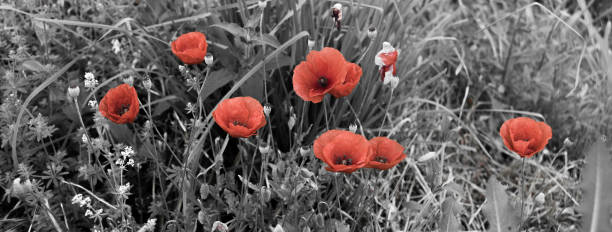 istock poppy flower in  close1 914187876