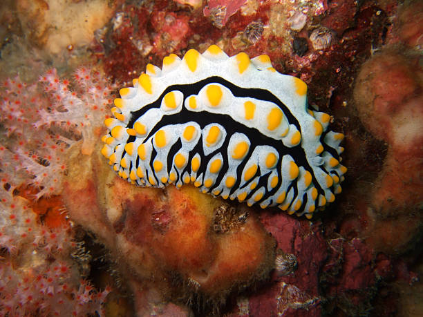 phyllidia arabica - beach coral close up water photos et images de collection