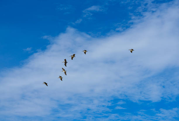 Pelicans flying together on blue sky in Mayan riviera of Mexico
