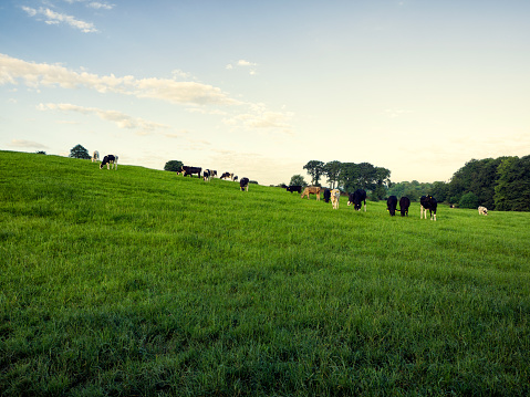 Cows grazing in a field in auckland , live stock