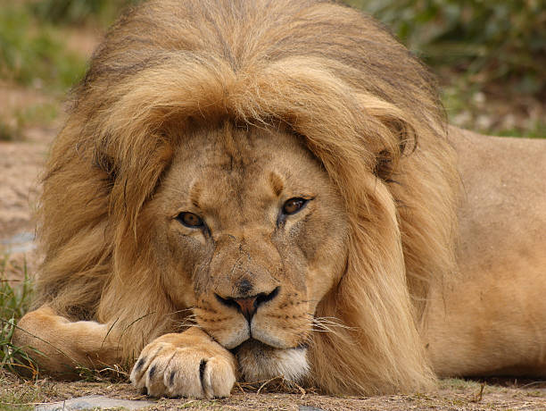 istock African lion portrait 3 91418869
