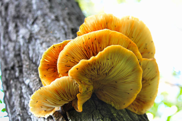 istock Closeup of oyster mushrooms growing on tree 914188708