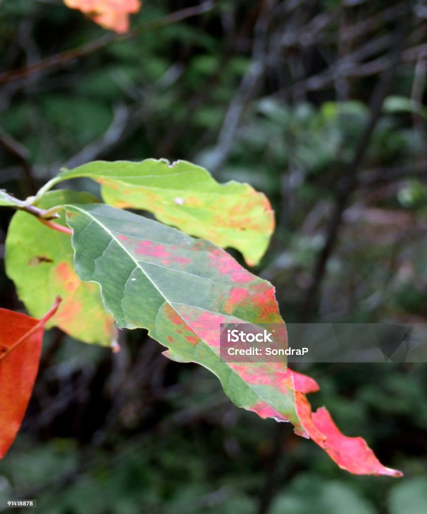 Tacheté feuille - Photo de Automne libre de droits