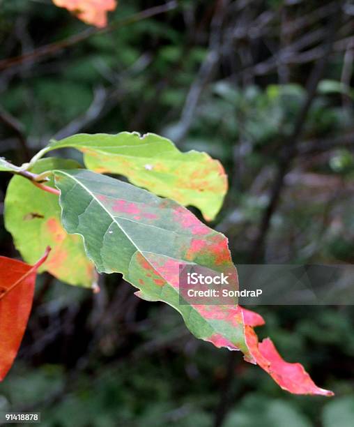 Photo libre de droit de Tacheté Feuille banque d'images et plus d'images libres de droit de Automne - Automne, Bois, Changement