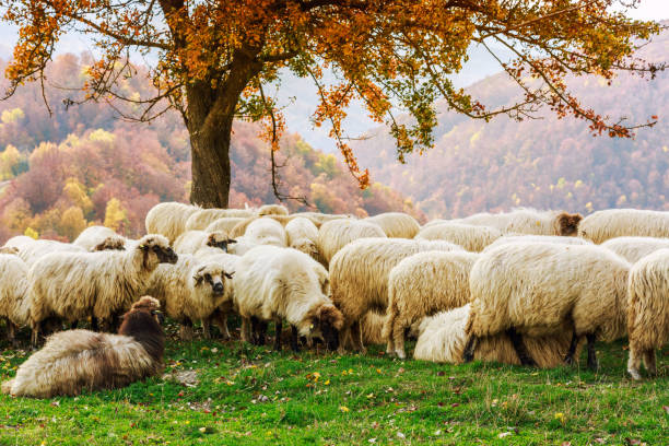 istock Sheep under the tree in Transylvania 914188974