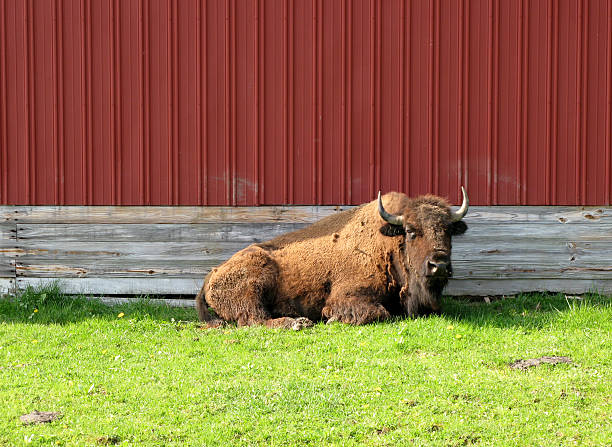 Buffalo laying down stock photo