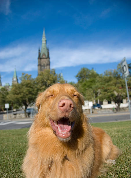 Dog Resting on the floor