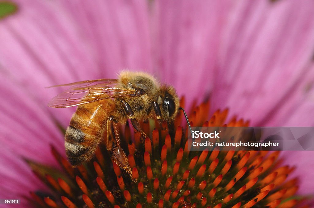 Honeybee on Pink Coneflower  Animal Stock Photo