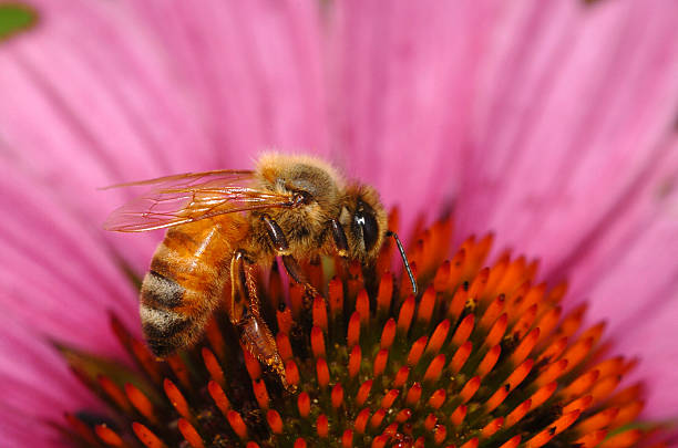 Honeybee on Pink Coneflower stock photo