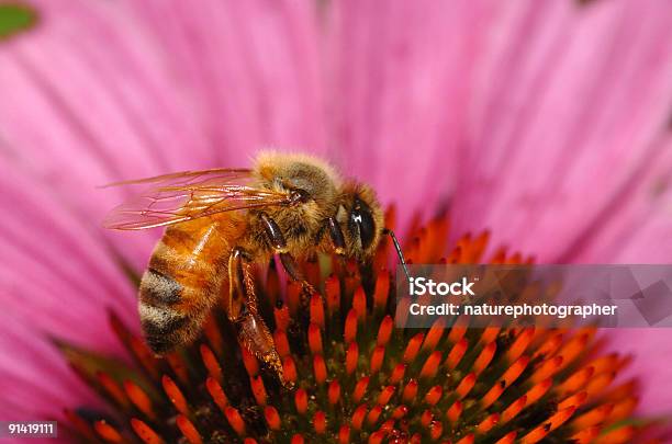 Honeybee On Pink Coneflower Stock Photo - Download Image Now - Animal, Animal Wing, Bee