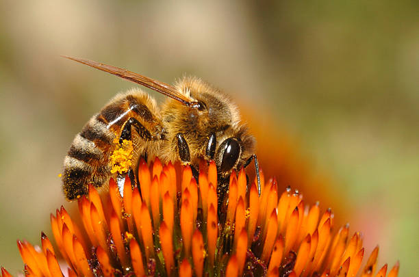 Honeybee with pollen basket stock photo