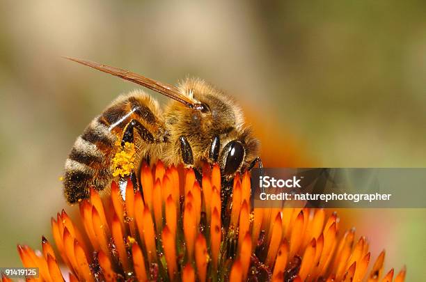 Honeybee With Pollen Basket Stock Photo - Download Image Now - Honey Bee, Pollen, Animal