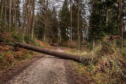 Big tree fallen across the woodland path after a big storm