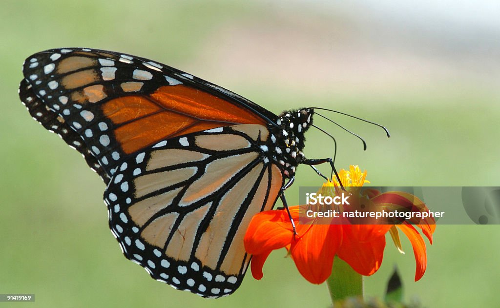 Monarch Butterfly on Orange Flower  Animal Stock Photo