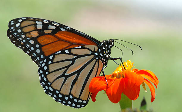 Monarch Butterfly on Orange Flower stock photo