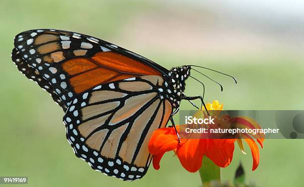 Monarch Butterfly On Orange Flower Stock Photo - Download Image Now - Animal, Butterfly - Insect, Color Image