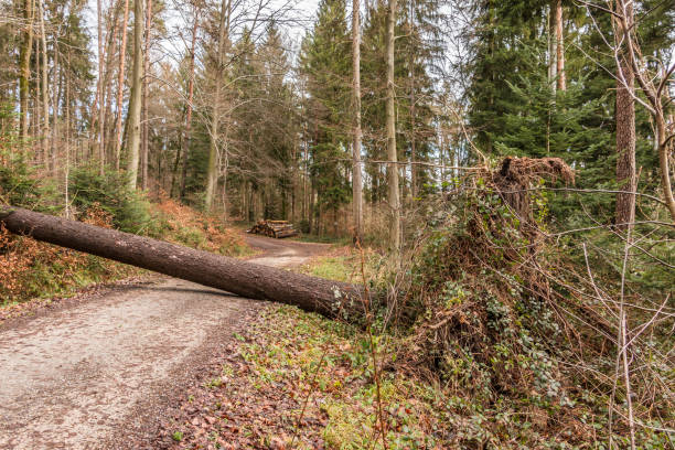 istock Big tree fallen across the woodland path after a big storm 914191708