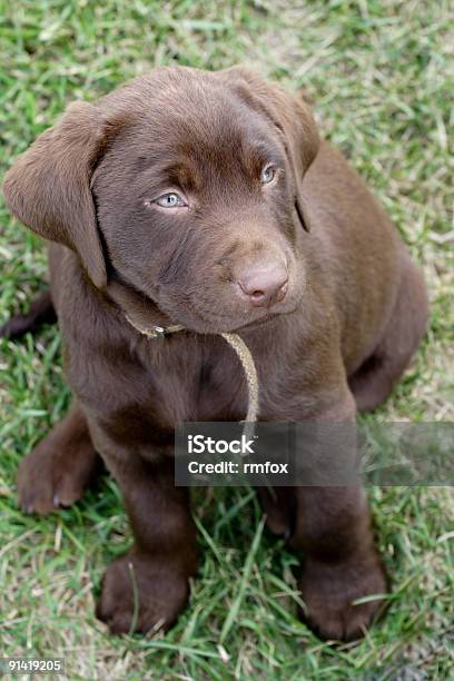 Cachorro De Laboratorio De Chocolate Foto de stock y más banco de imágenes de Animal - Animal, Animal joven, Cachorro - Perro