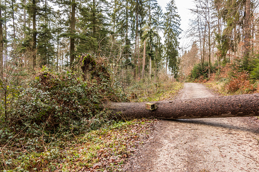 Big tree fallen across the woodland path after a big storm