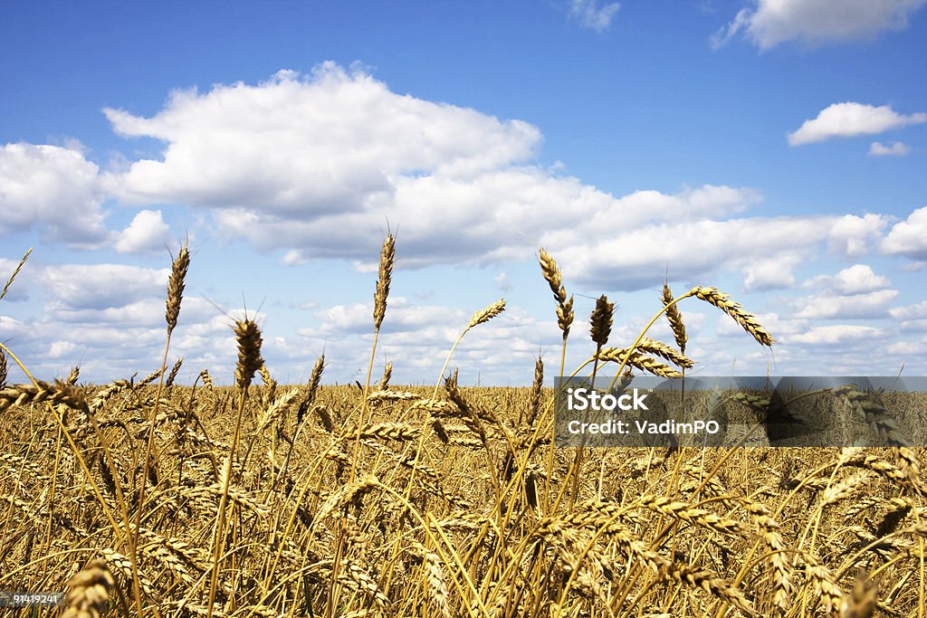 Campo de trigo - Foto de stock de Agricultura royalty-free