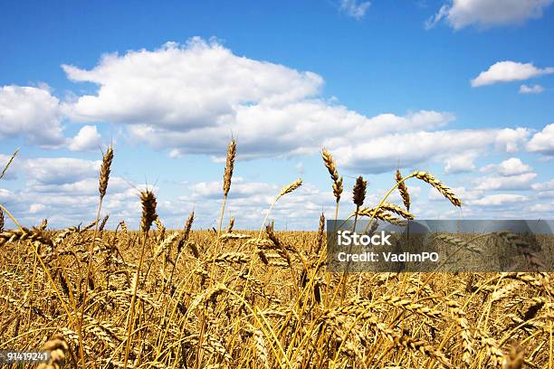 Foto de Campo De Trigo e mais fotos de stock de Agricultura - Agricultura, Ajardinado, Amarelo