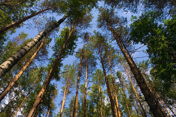 istock Tall pine trees above against a blue sky 91419259