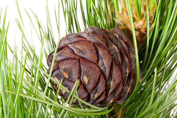 istock siberian cedar branch with ripe cone 91419651