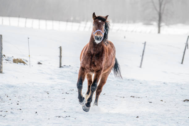 Coldblooded Finnhorse running snowy field in Finland