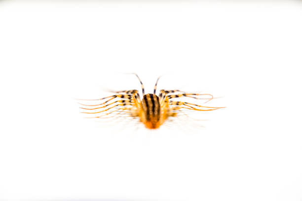 The Flycatcher. Scutigera coleoptrata. Centipede flycatcher, insect predator Scutigera coleoptrata. The Flycatcher. Centipede flycatcher insect predator myriapoda stock pictures, royalty-free photos & images
