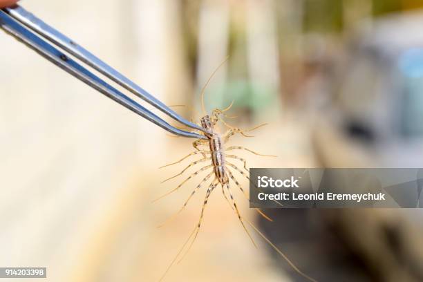 Scutigera Coleoptera Clamped In Tweezers The Flycatcher Centipede Flycatcher Insect Predator Stock Photo - Download Image Now